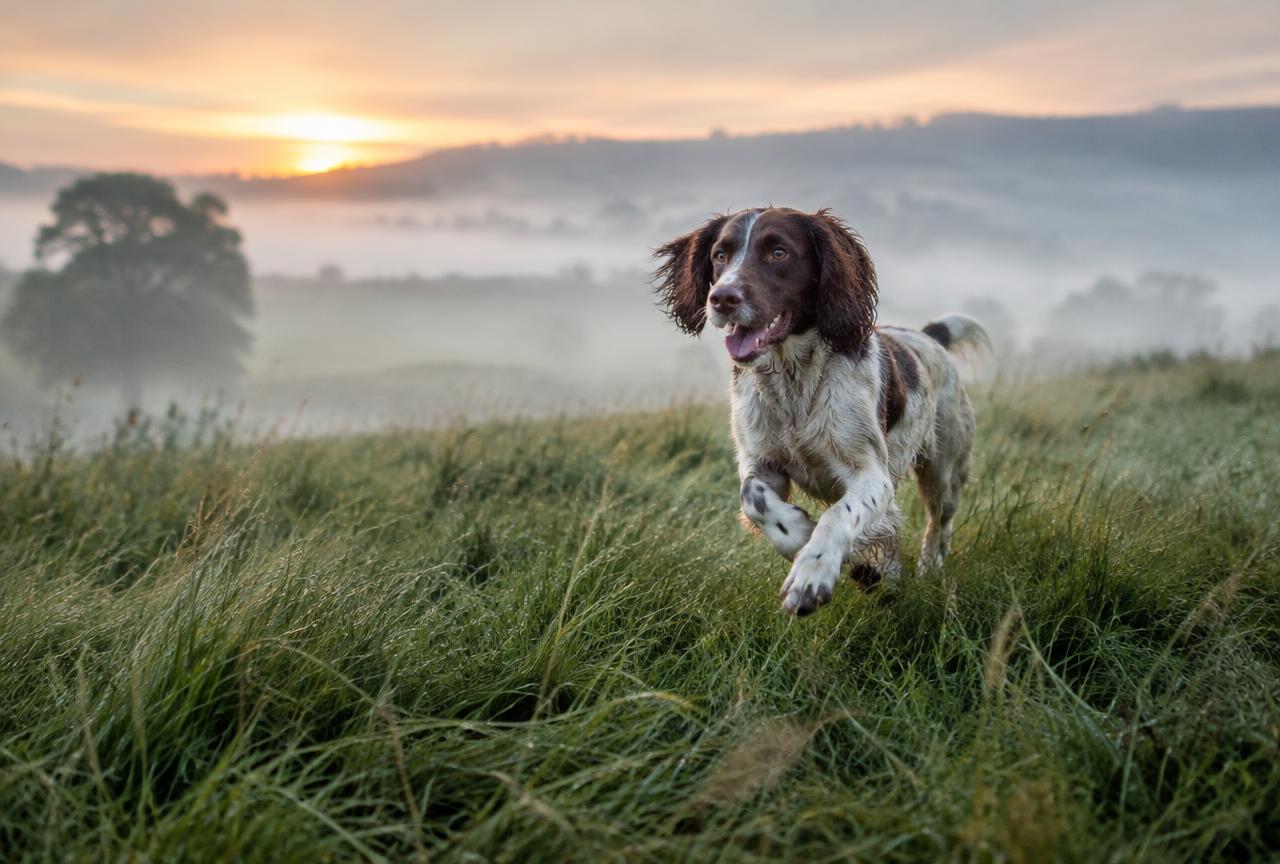 A working springer spaniel running through a misty green field at dawn
