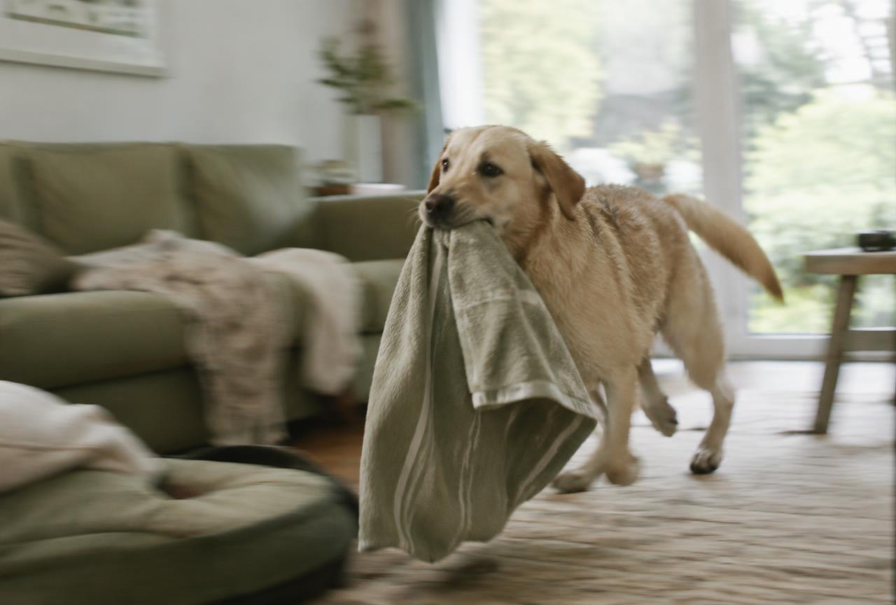A damp yellow labrador racing across a living room carrying a sage green towel in its mouth