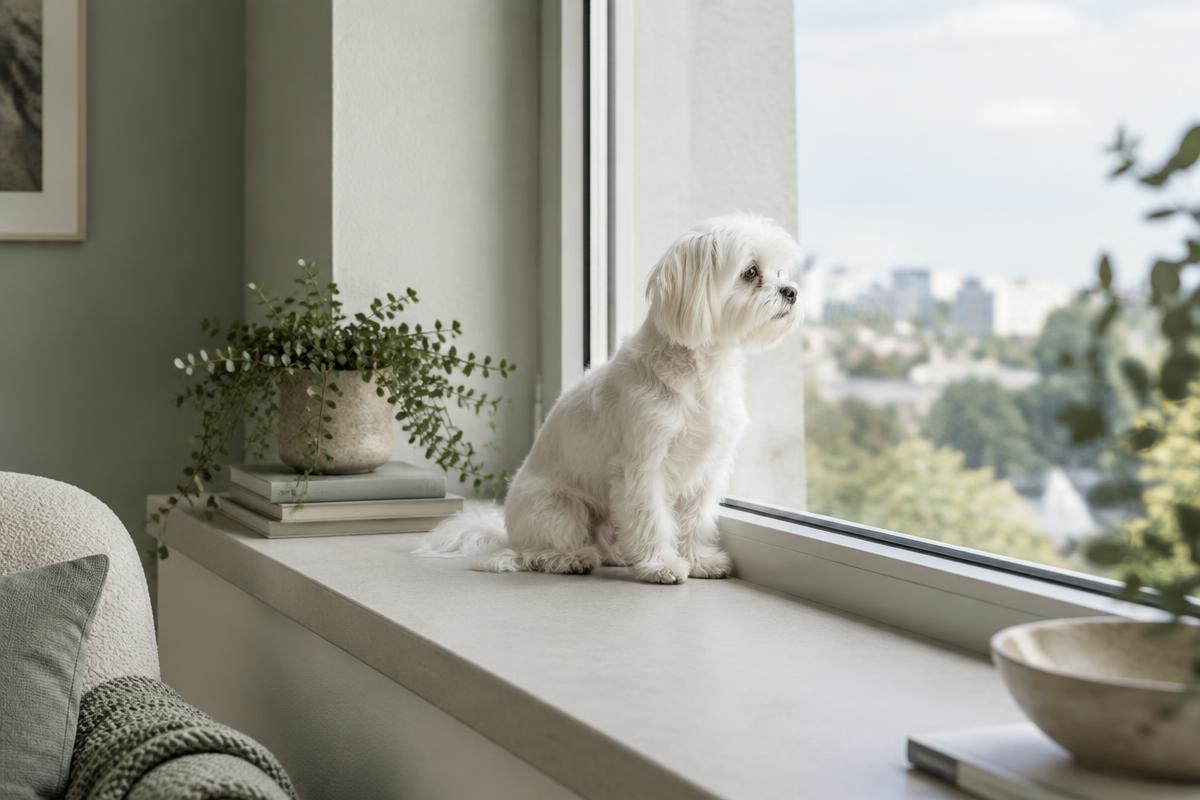 A Maltese sitting close beside its owner on a sofa