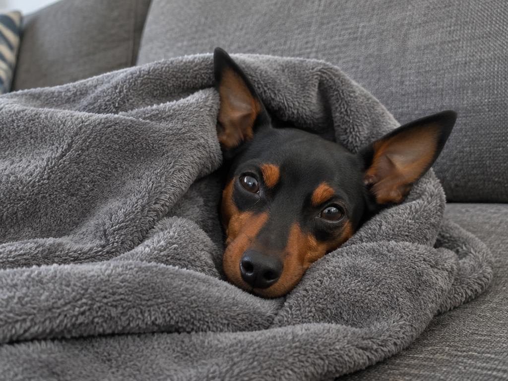 A Miniature Pinscher burrowed under a blanket on a sofa