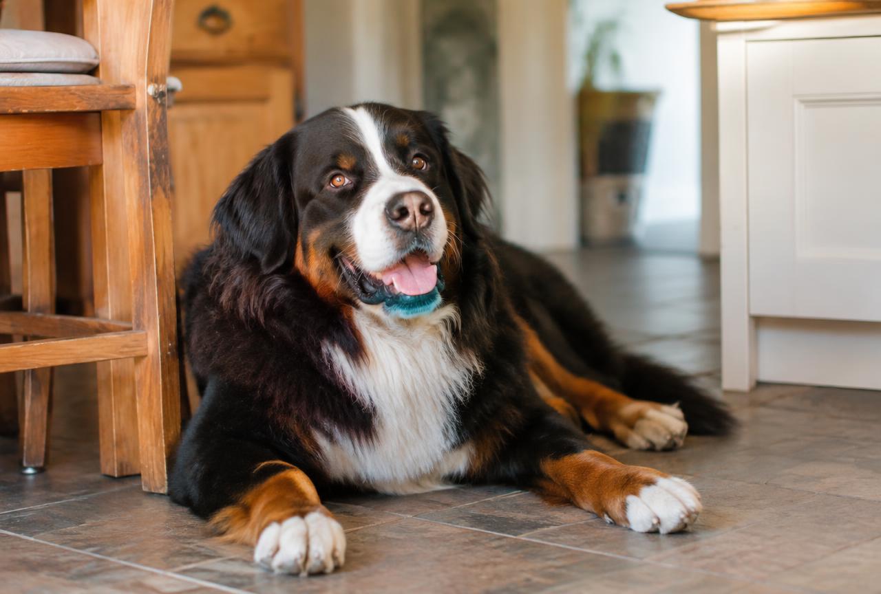 A Bernese Mountain Dog lying calmly in a family living room