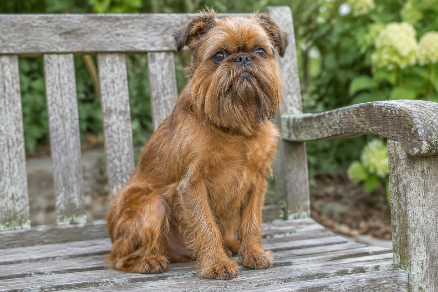 Brussels Griffon dog portrait