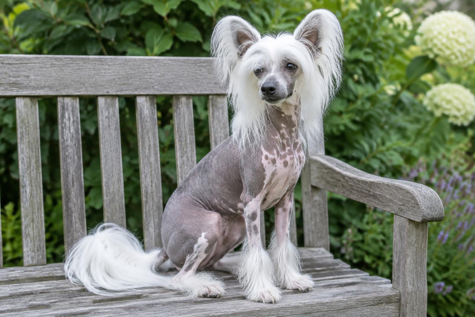 Chinese Crested dog portrait