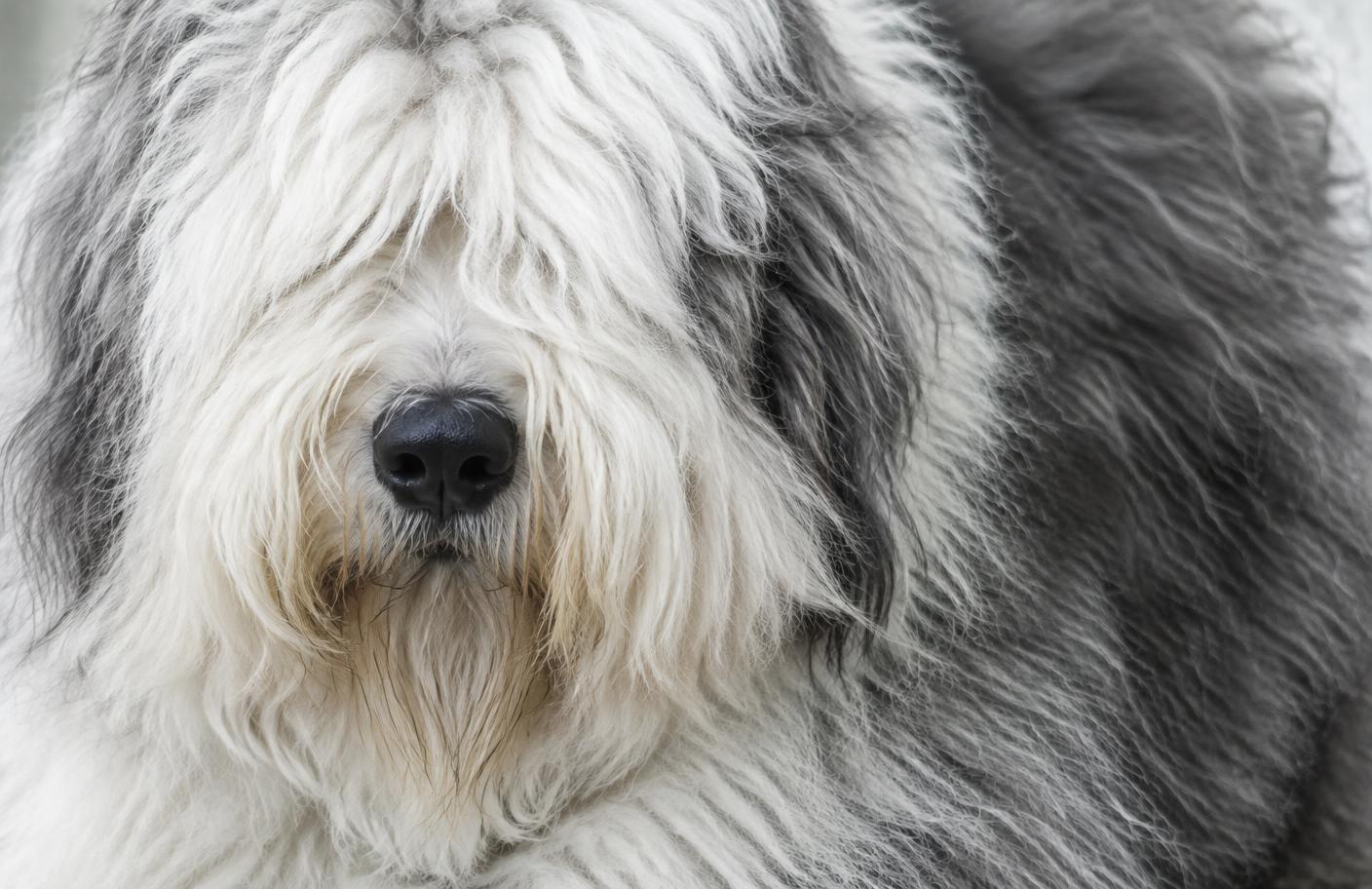 Close up of an Old English Sheepdog's shaggy grey and white coat