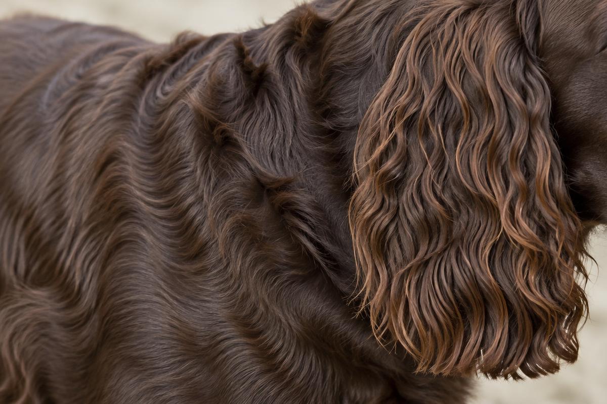 Close up of a Boykin Spaniel's wavy liver coat and feathered ear