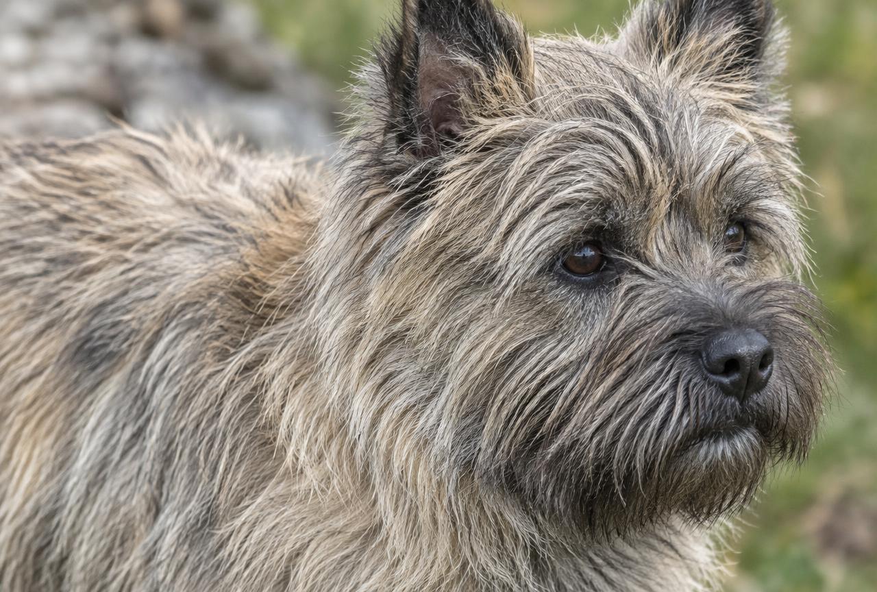 Close up of a Cairn Terrier's wiry, tousled coat.