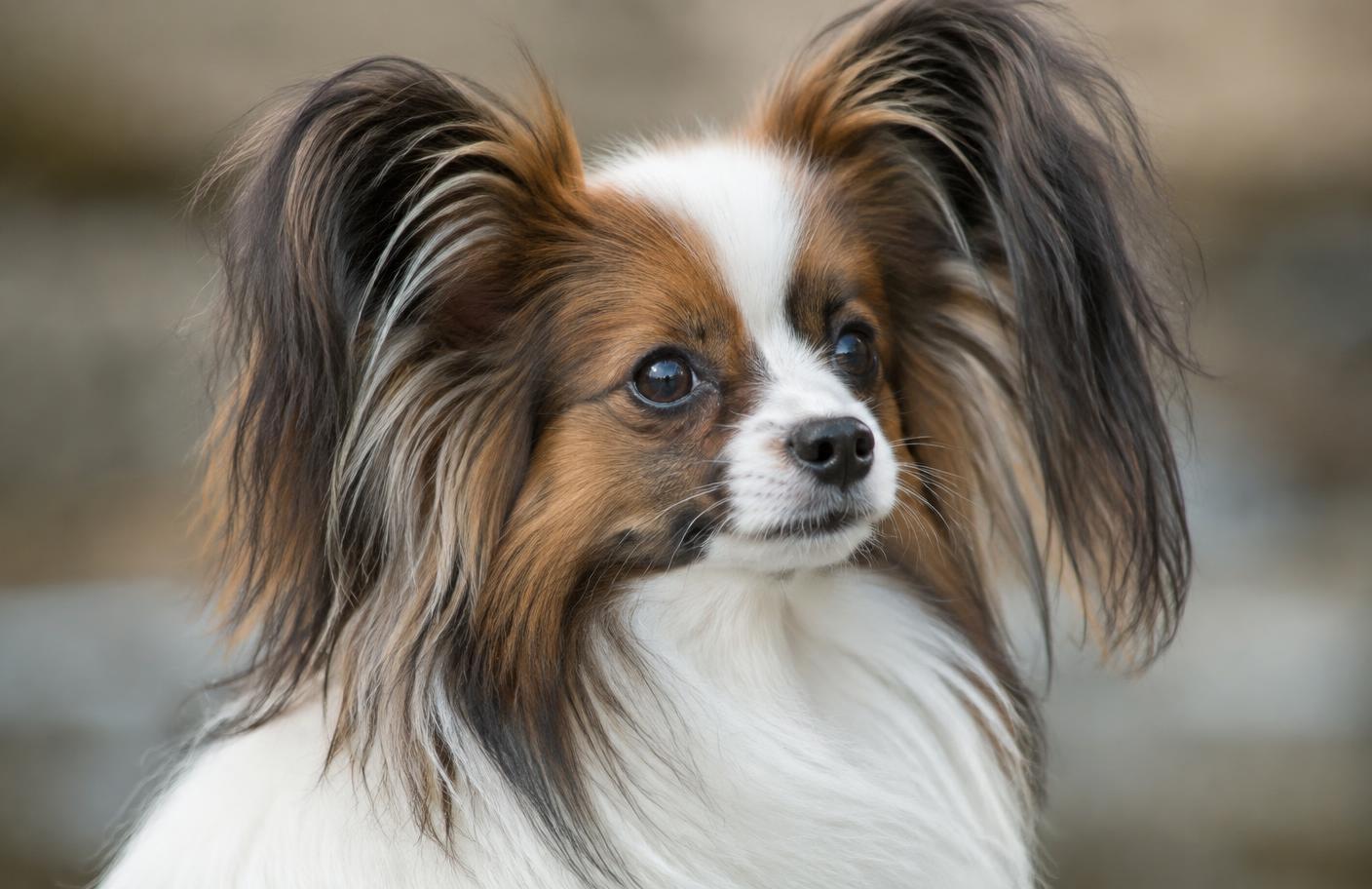 Close up of a Papillon's silky coat and fringed butterfly ears
