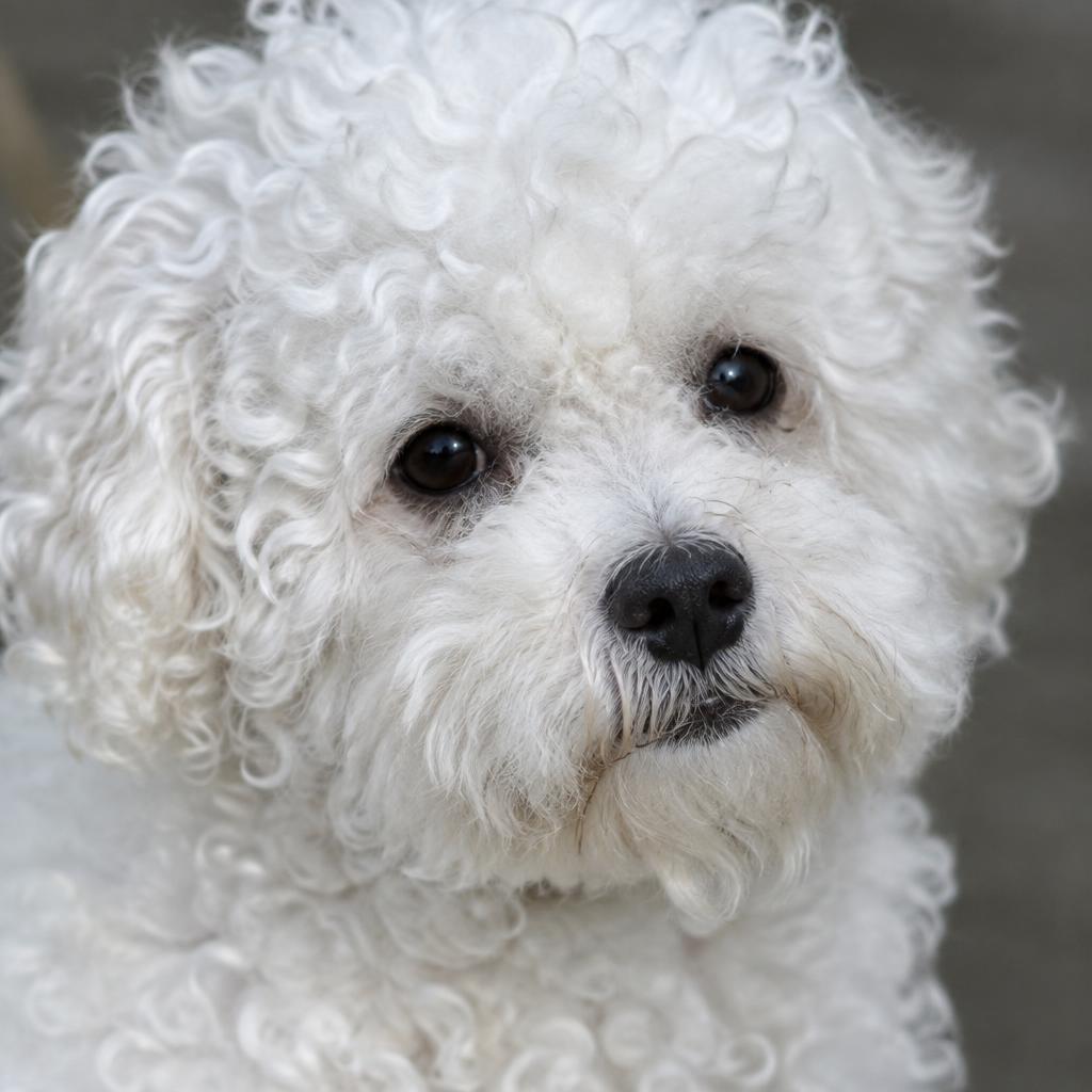 Close up of a Bichon Frise's dense curly white coat