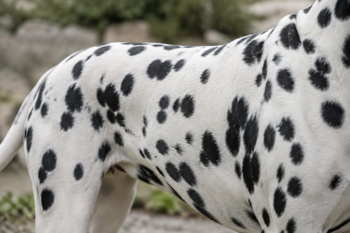 Close up of a Dalmatian's spotted white coat