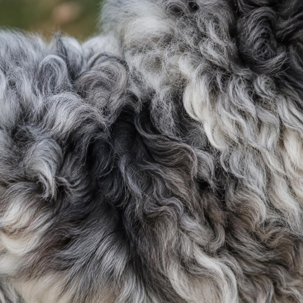 Close up of an Aussiedoodle's wavy merle coat texture