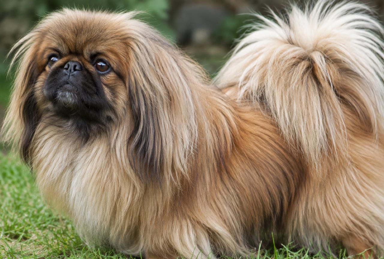 Close up of the Pekingese's long, thick double coat and mane.