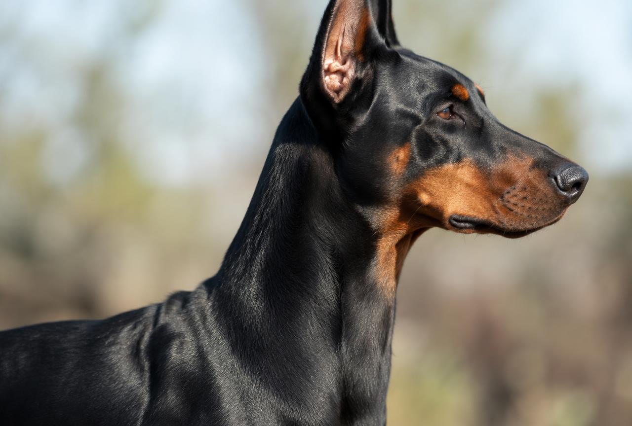 Close up of a Dobermann's short, sleek black and tan coat