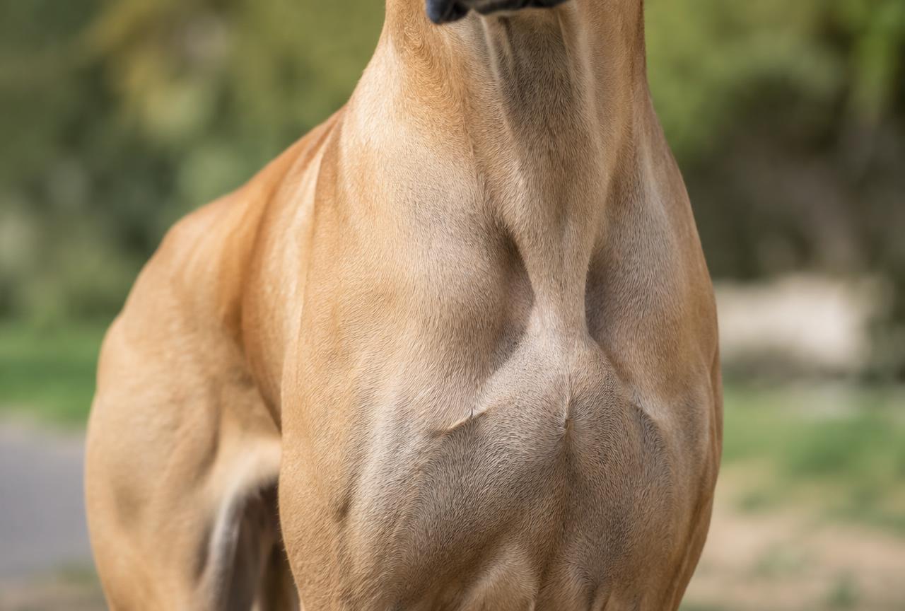 Close up of a Great Dane's short, smooth coat