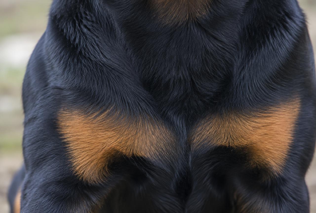 Close up of a Rottweiler's short black and tan coat