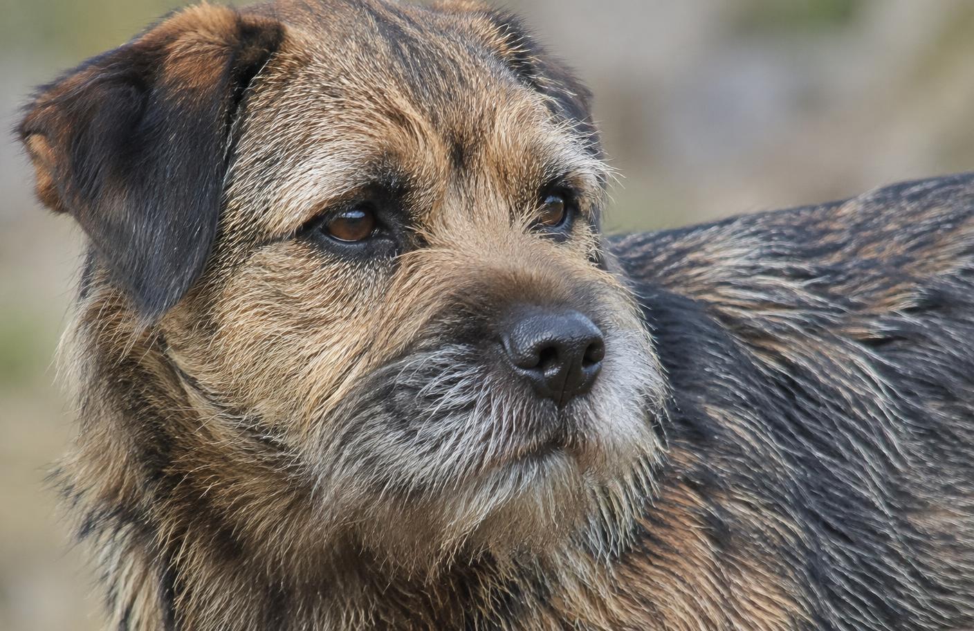 Close up of a Border Terrier's harsh wiry coat
