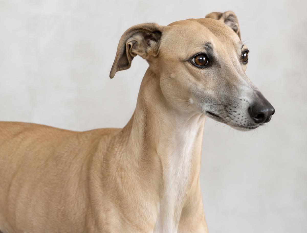 Close up of a Whippet's short, fine smooth coat