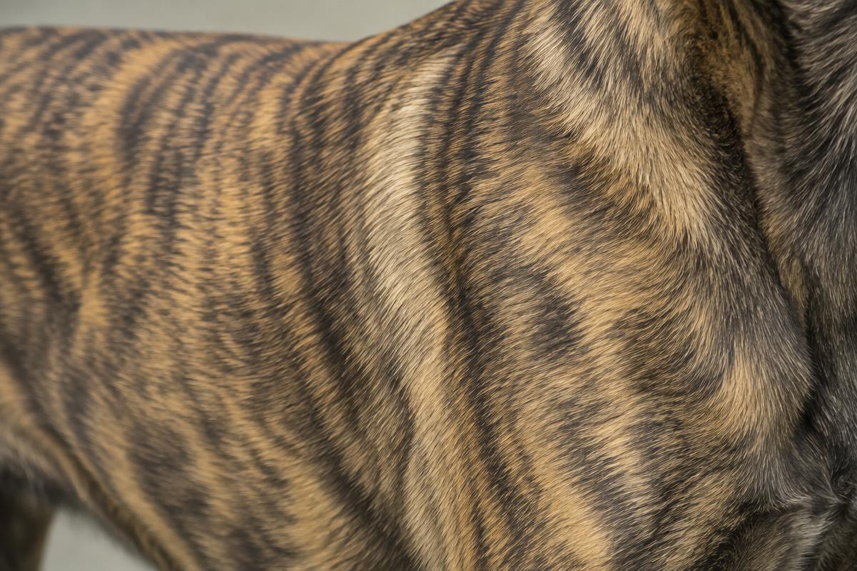 Close up of a Dutch Shepherd's short gold brindle coat