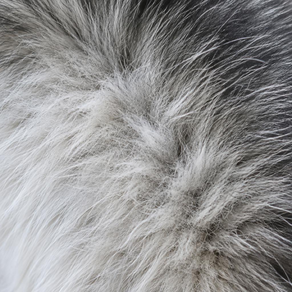 Close up of an Alaskan Malamute's thick double coat