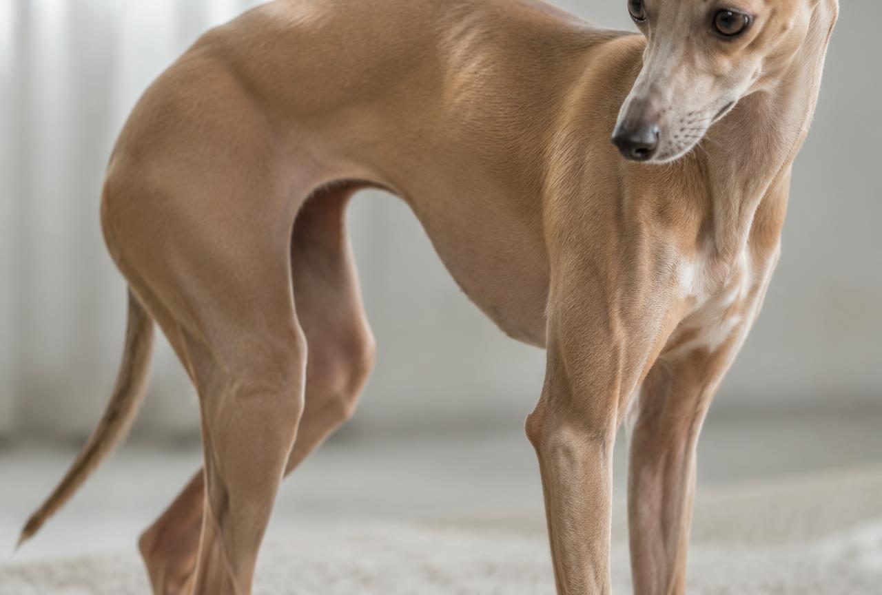 Close up of an Italian Greyhound's short glossy coat and slim frame