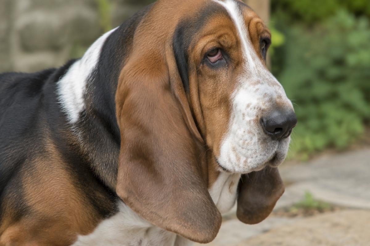 Close up of a Basset Hound's short tricolour coat