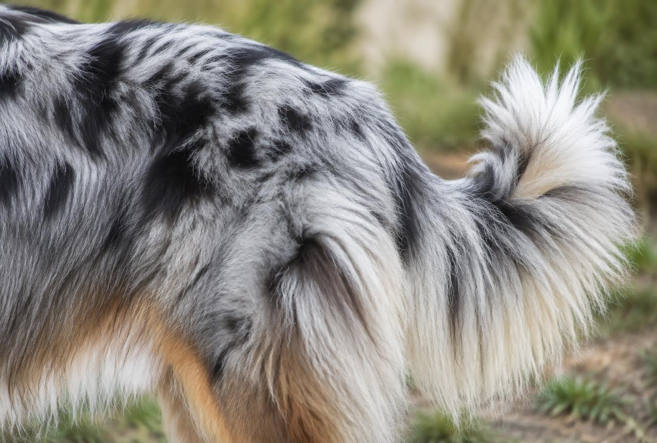 Close up of a blue merle Australian Shepherd coat