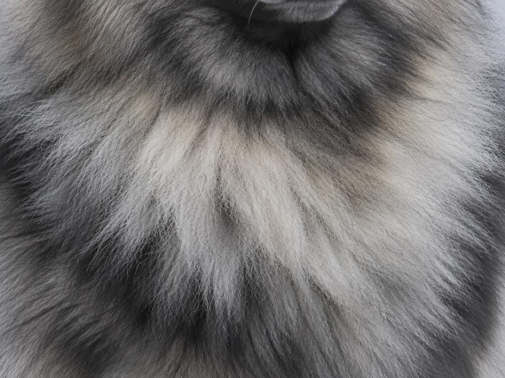 Close up of a Keeshond's dense grey, black and cream ruff