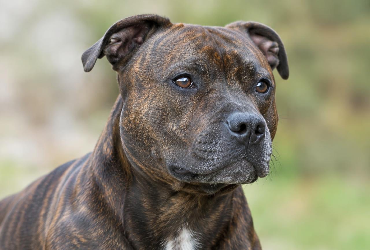Close up of a Staffordshire Bull Terrier's short smooth coat