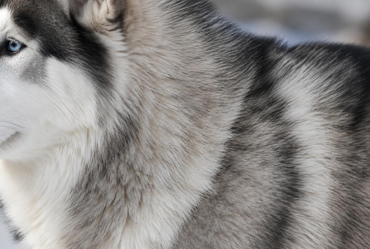 Close up of a Siberian Husky's dense double coat and blue eyes