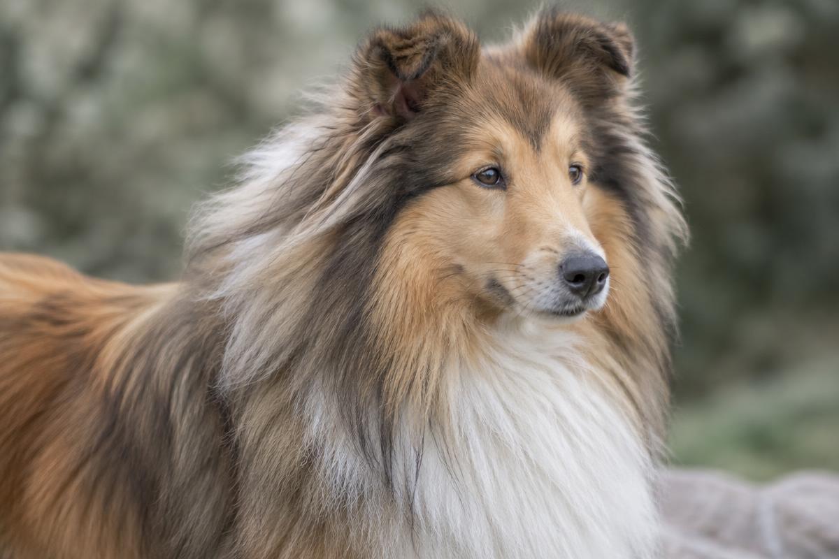 Close up of a sable Shetland Sheepdog's long double coat