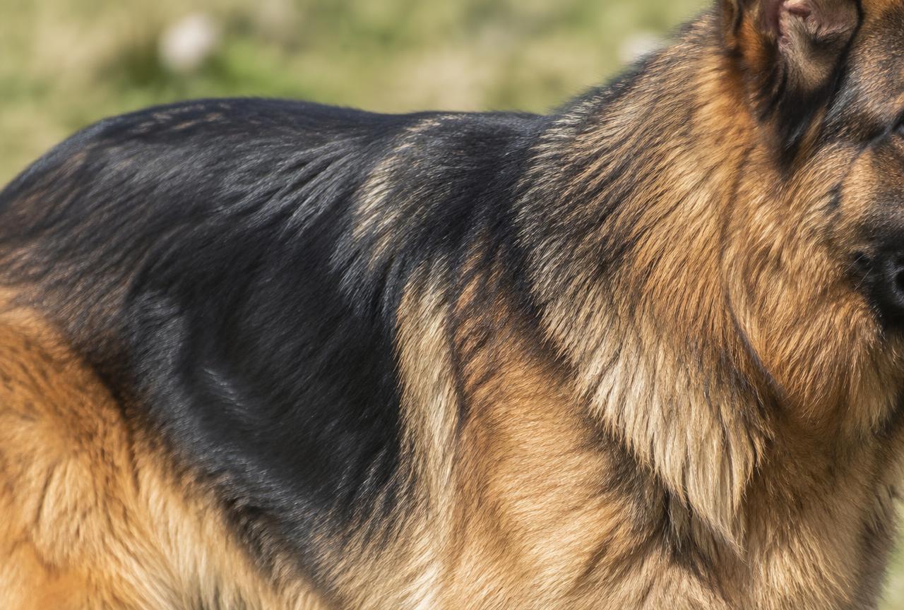 Close-up of a German Shepherd's dense double coat
