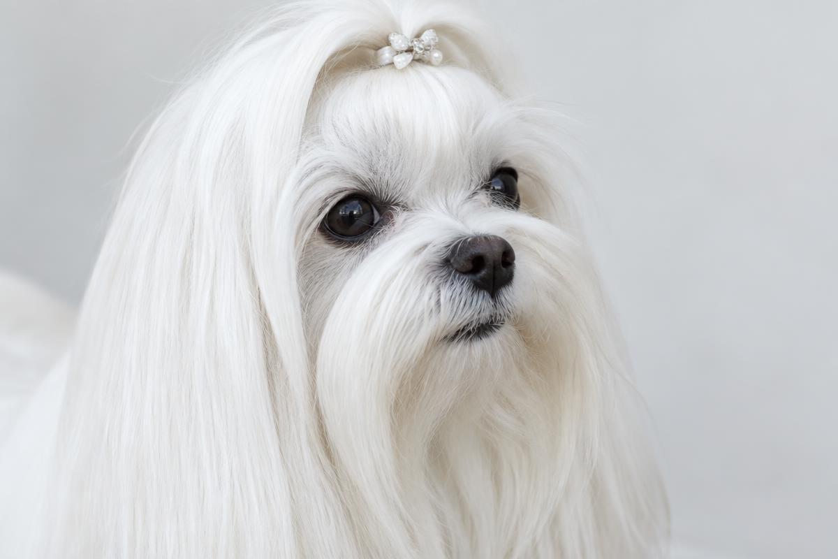 Close up of a Maltese's long, silky white coat
