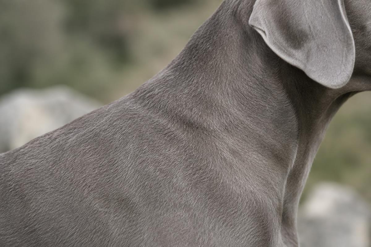 Close up of a Weimaraner's short silver grey coat
