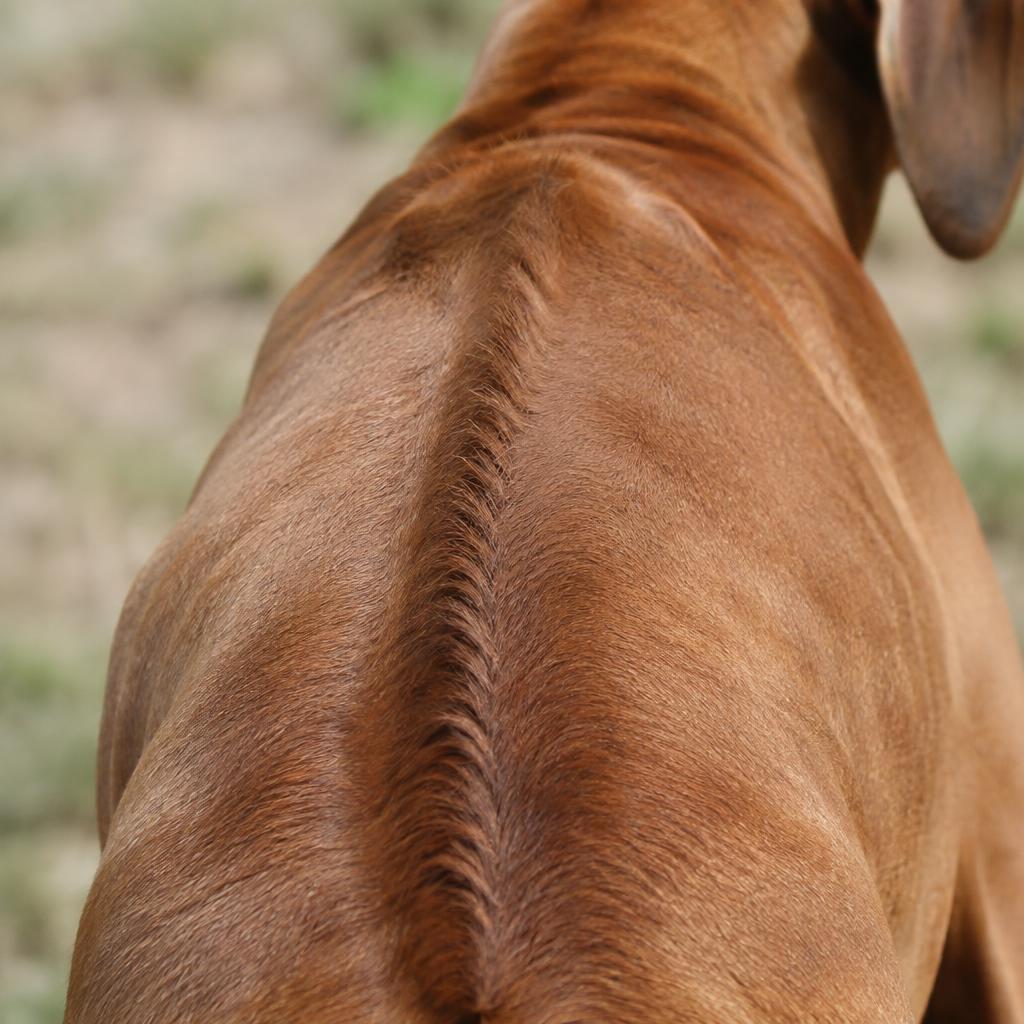 Close up of a Rhodesian Ridgeback's wheaten coat and spinal ridge