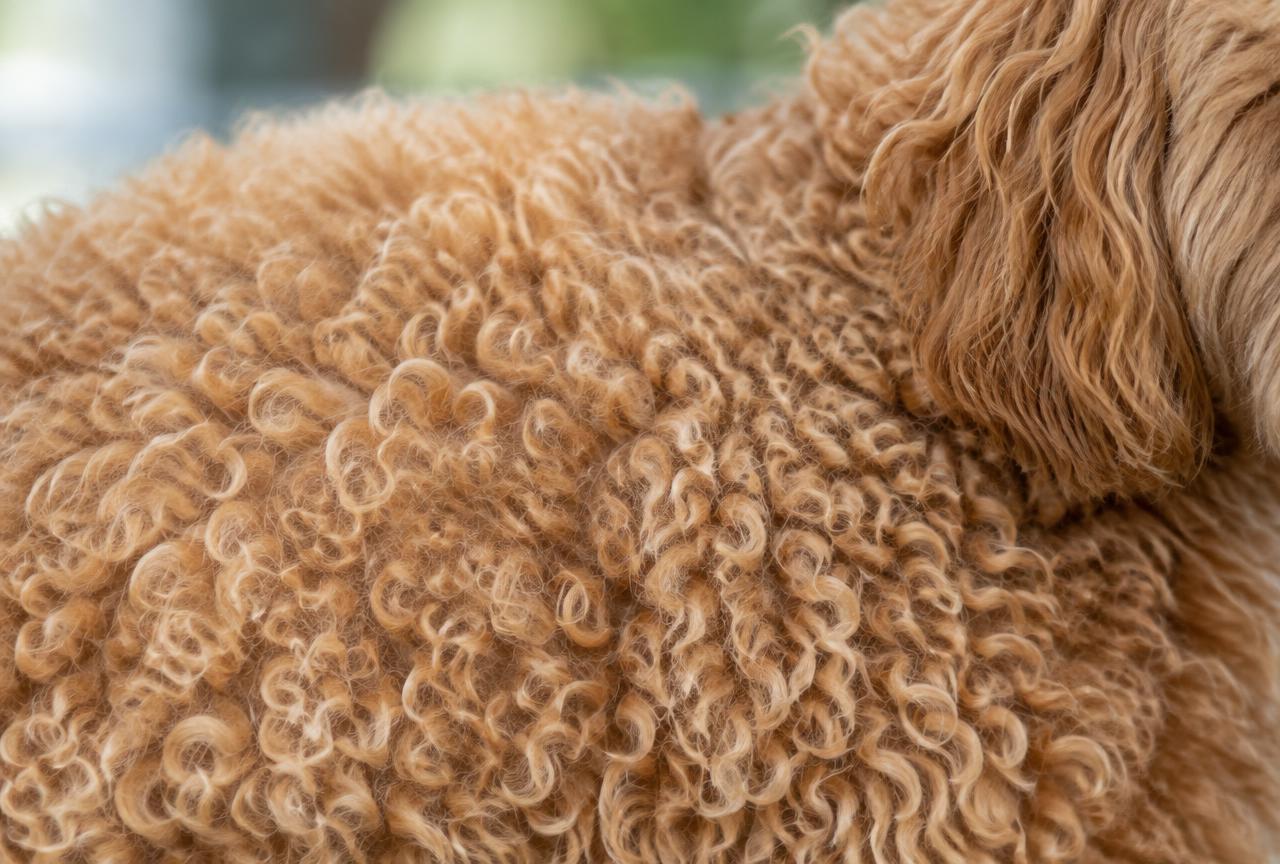Close-up of a Poodle's curly coat texture
