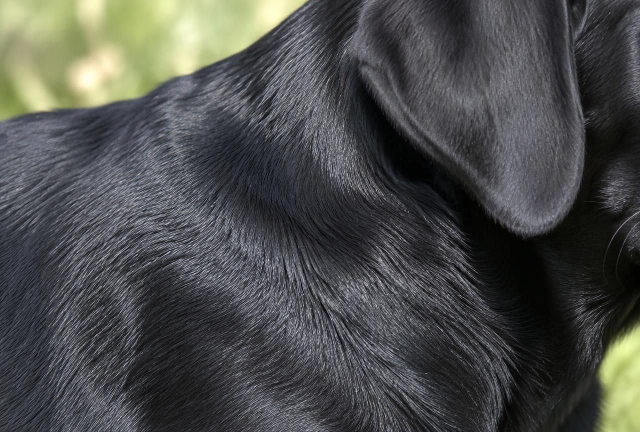 Close up of a Labrador's short glossy double coat.