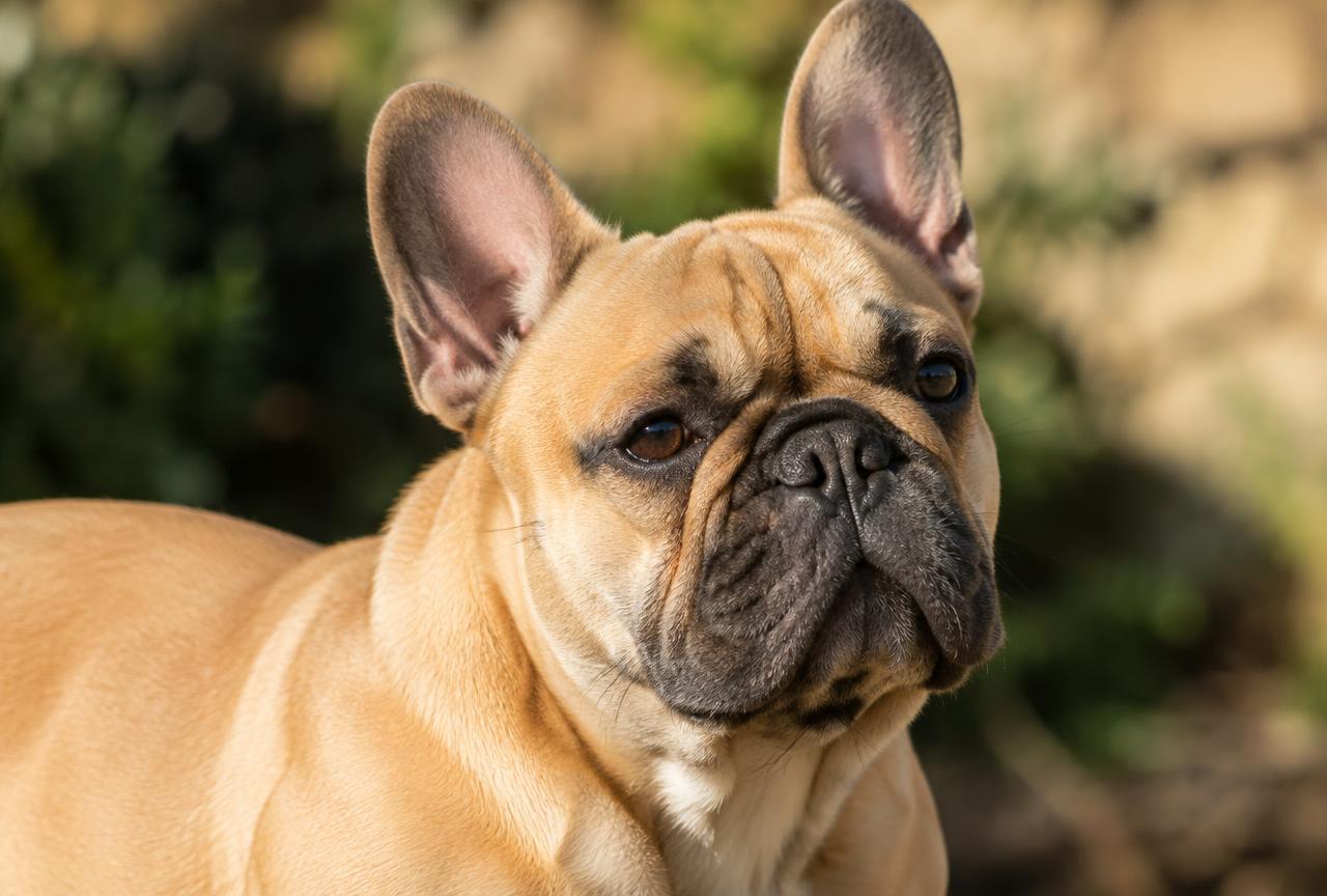 Close-up of a French Bulldog's short glossy coat