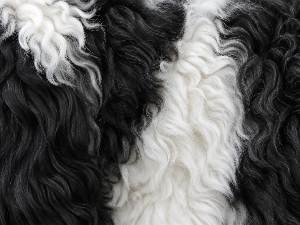 Close up of a Sheepadoodle's wavy black and white fleece