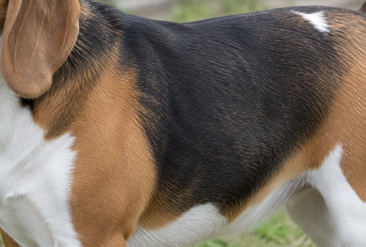 Close up of a Beagle's short tricolour coat
