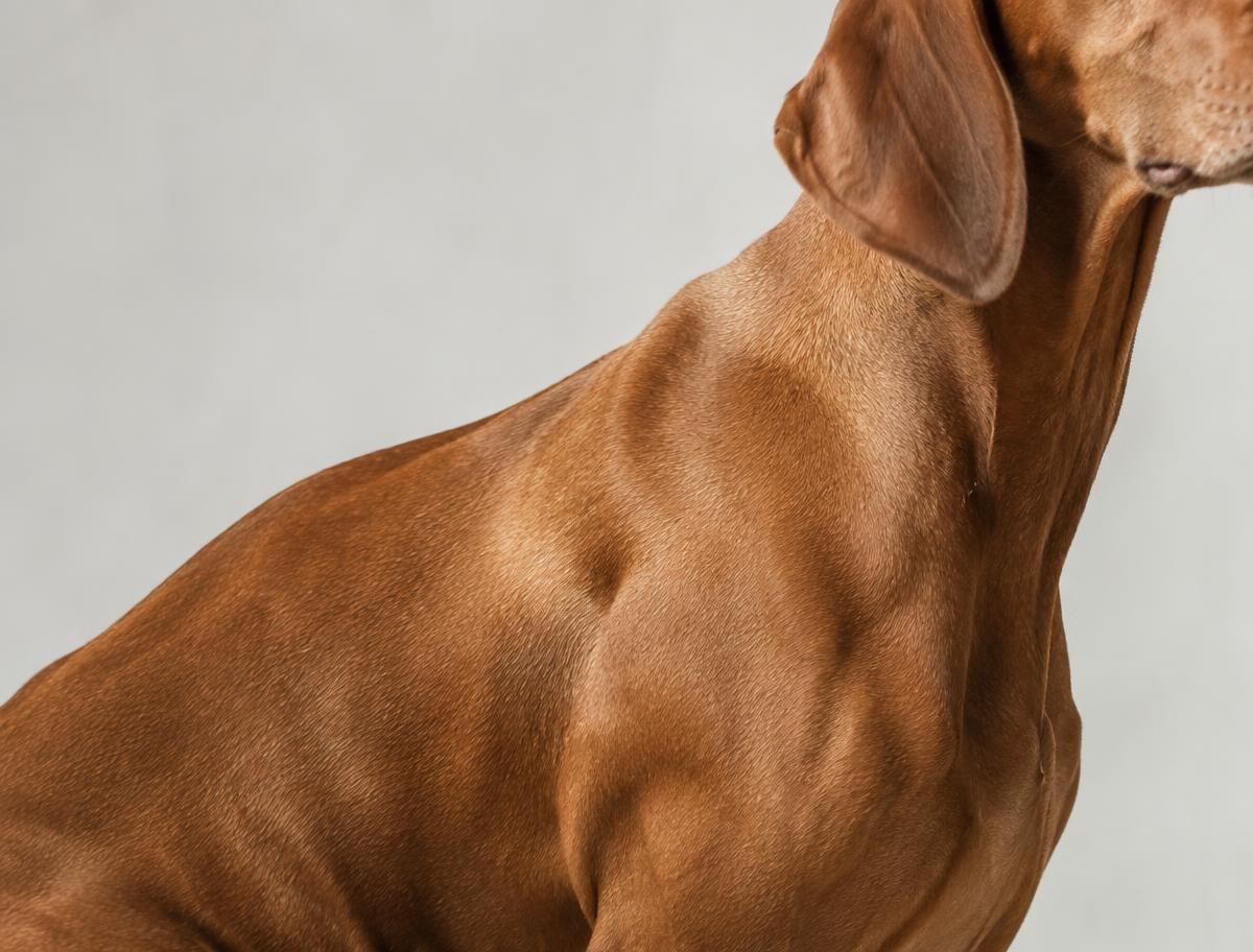 Close up of a Hungarian Vizsla's short golden rust coat