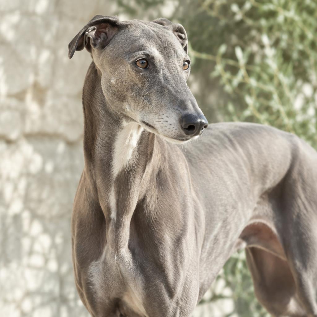 Close up of the Greyhound's very short, fine brindle coat.