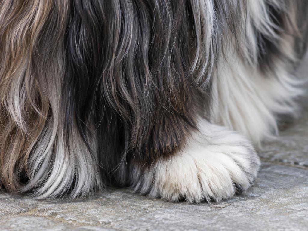 Close up of a Tibetan Terrier's long coat and large flat paw