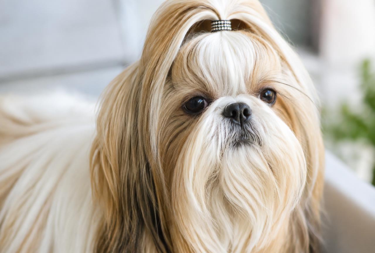 Close up of a Shih Tzu's long double coat