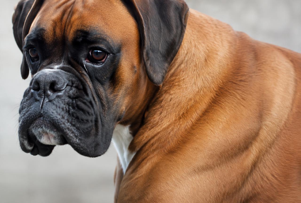 Close up of a Boxer's short fawn coat