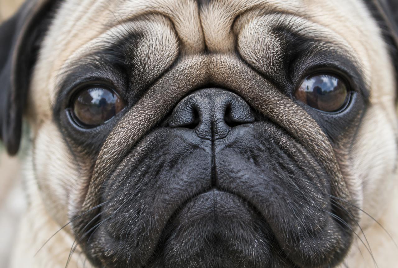Close up of a Pug's short smooth coat and wrinkled face