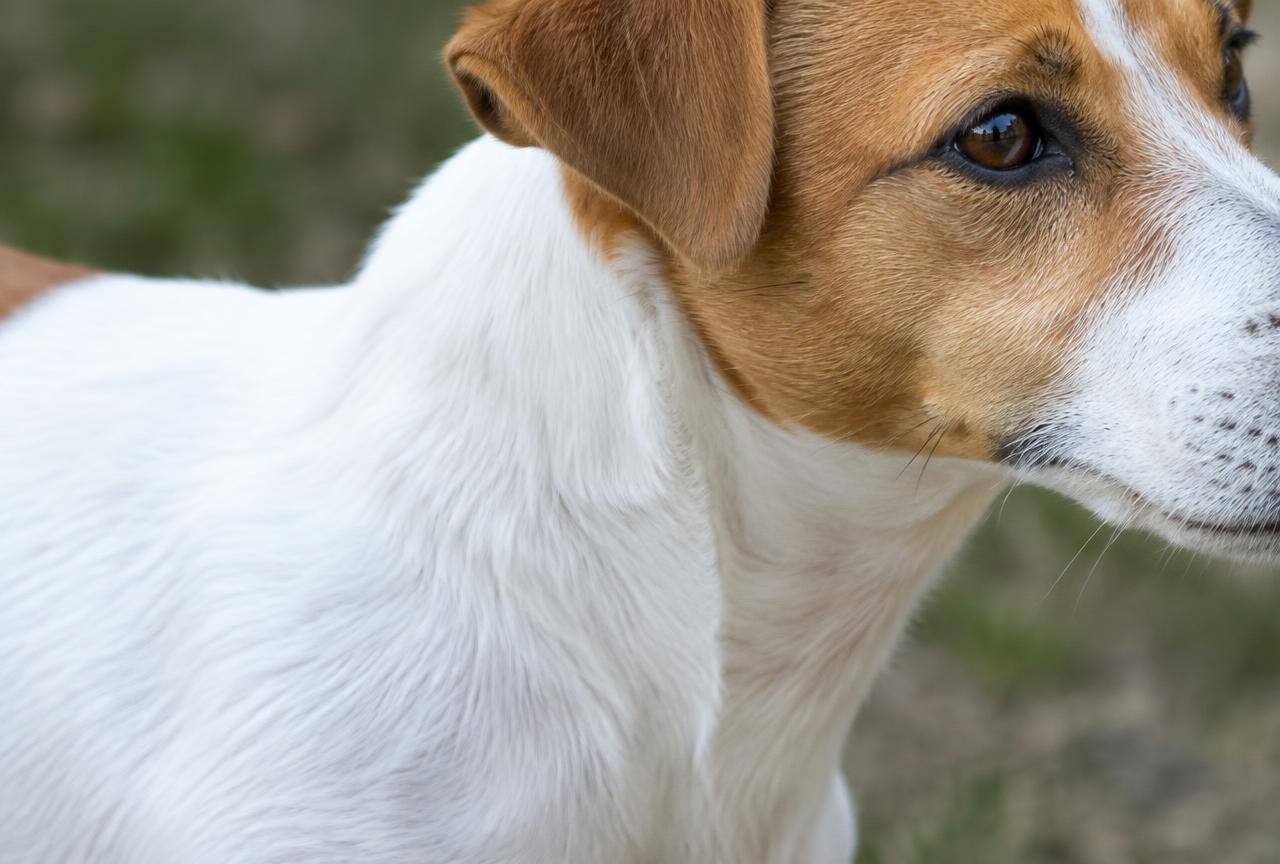 Close up of a Jack Russell Terrier's smooth white and tan coat