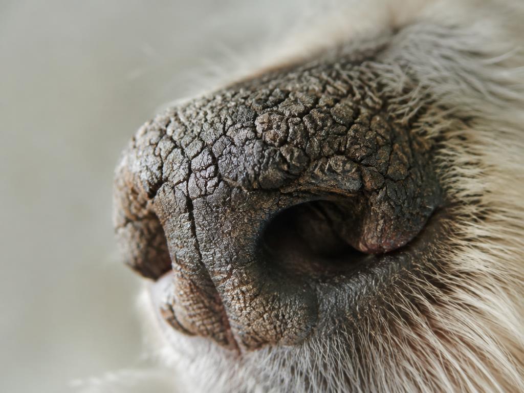 Close-up of a cracked dog nose