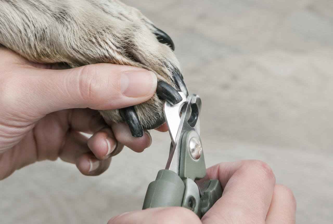A close-up of dark dog nails being trimmed in small slivers