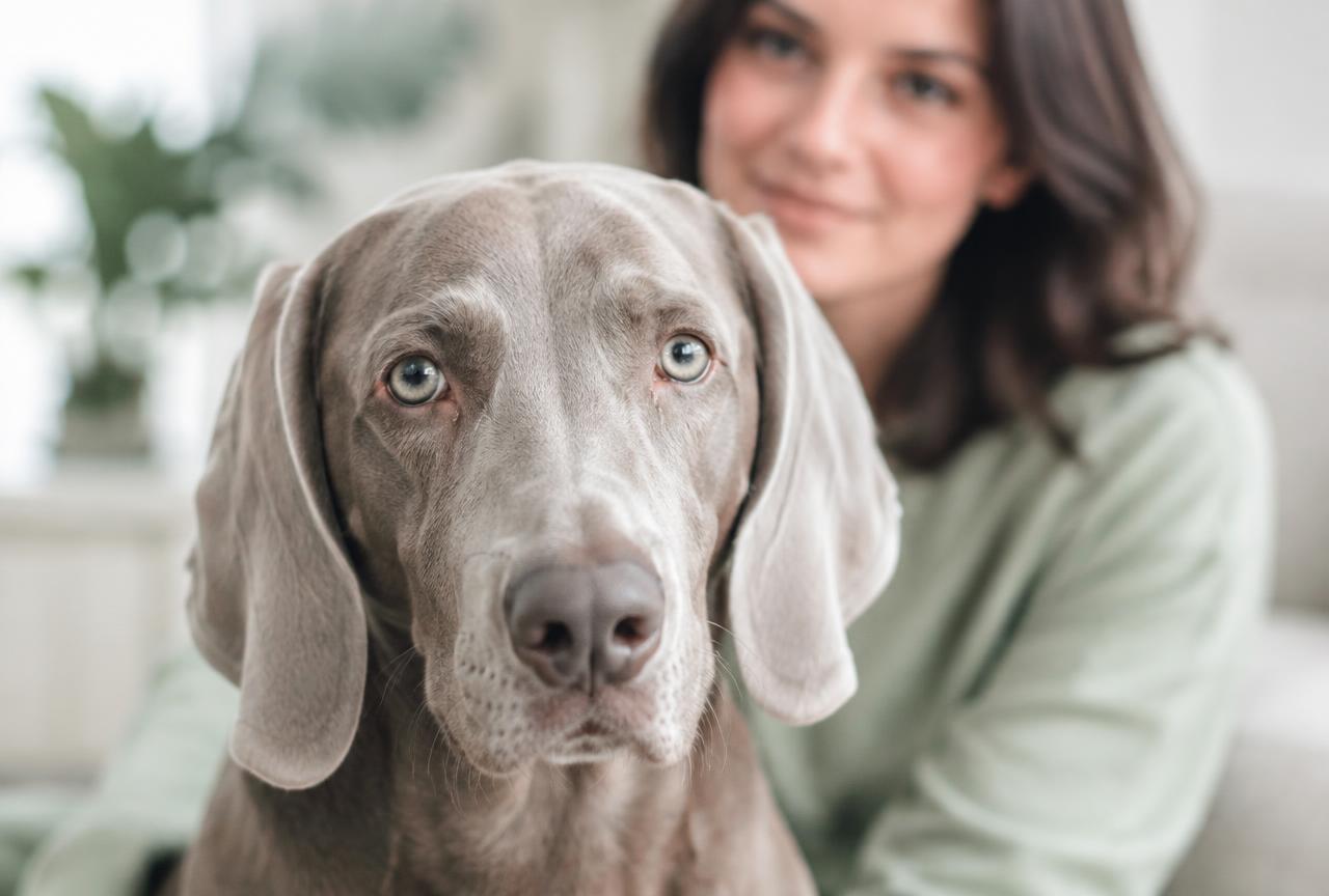 Cover photo for the article Dog Eye Discharge: What the Colour Means and When to Act Fast