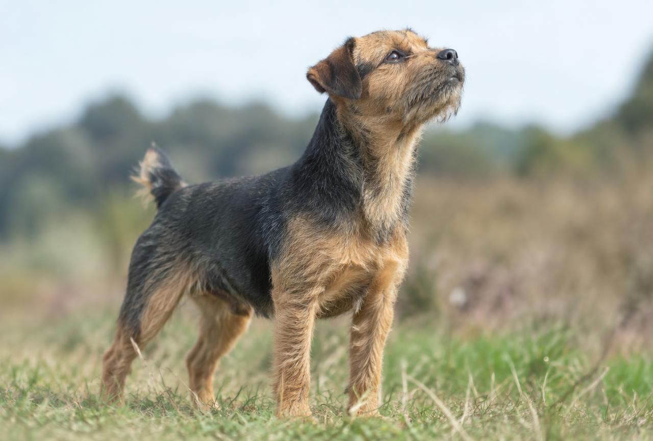 Cover photo for the article Dog Reverse Sneezing: Causes and What to Do