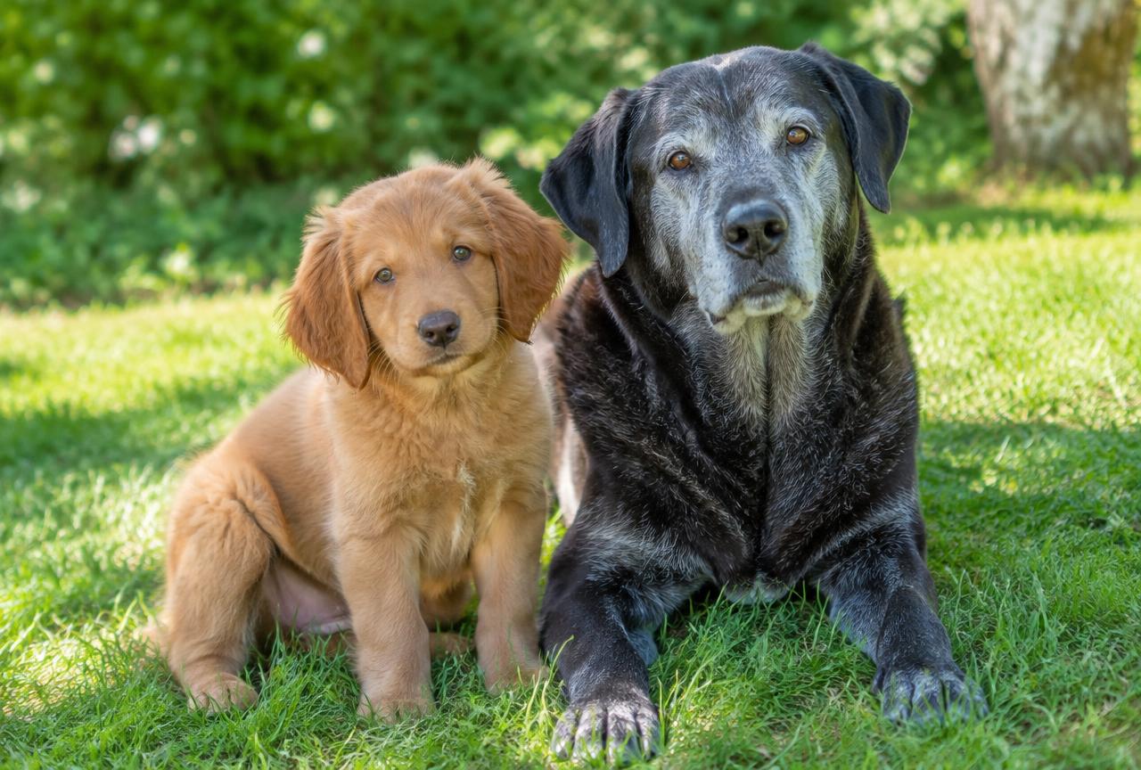 Cover photo for the article Dog Years to Human Years: The Real Science